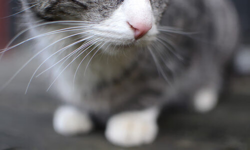 NBA联盟在青少年市场的品牌影响力渗透研究，nba商业联盟运作模式