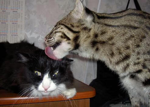 全民健身赛事政策执行评估与区域差异分析，全民健身赛事活动的意义