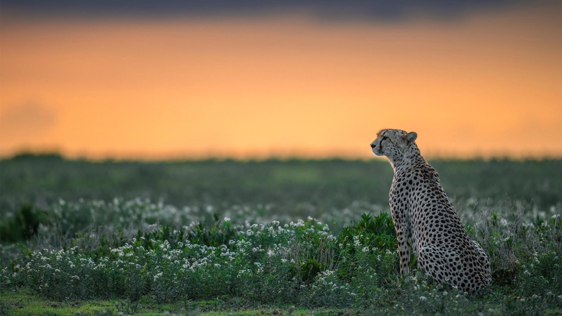 米兰体育官方网站-NBA球队战术调整案例研究，nba球队战术体系