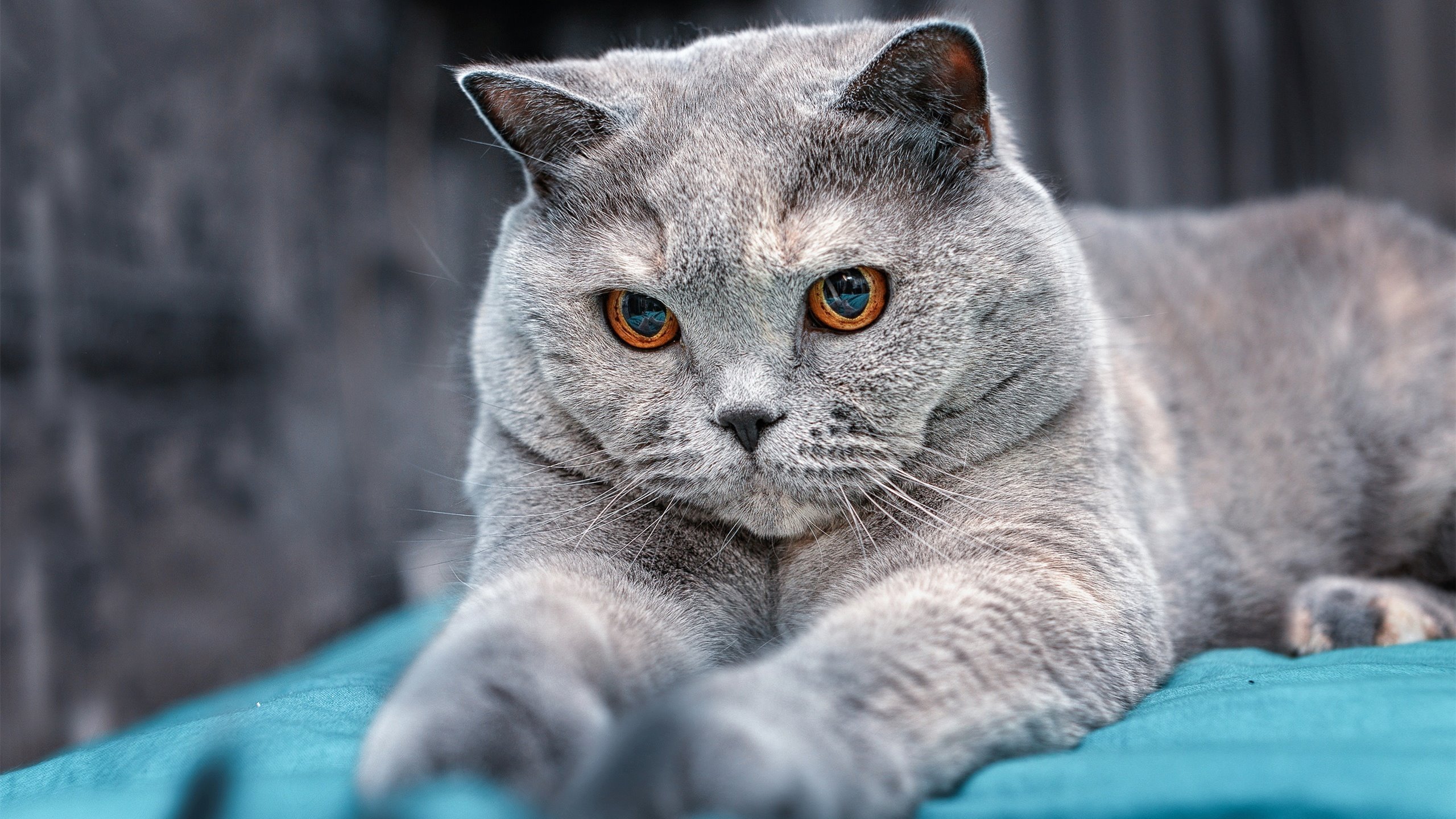 ac米兰官网首页-世界青少年百米赛跑中国少年领跑全场，青少年百米赛跑的成绩是多少